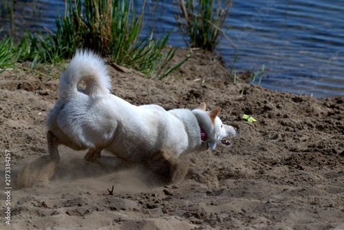 Fotografie White Shiba Inu playfully chasing a butterfly across sandy ground near water, capturing a spontaneous moment of curiosity and natural canine behavior