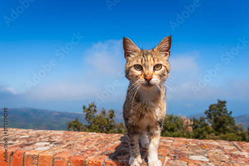 Close-up of a Beautiful Cat in Gibilmanna Sanctuary in Cefalù, Palermo, Sicily, Italy, Europe