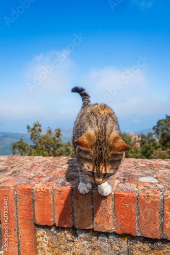 Close-up of a Beautiful Cat in Gibilmanna Sanctuary in Cefalù, Palermo, Sicily, Italy, Europe