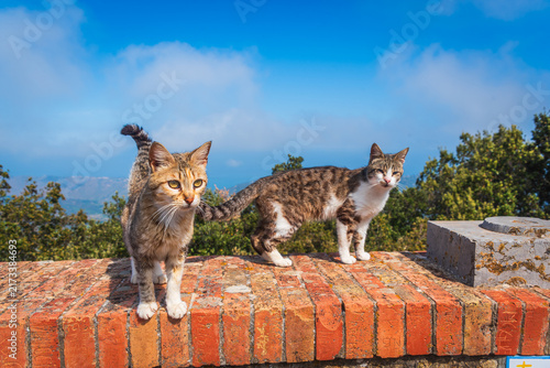 Close-up of Beautiful Cats in Gibilmanna Sanctuary in Cefalù, Palermo, Sicily, Italy, Europe