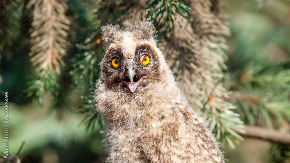 Obraz premium great grey owl
