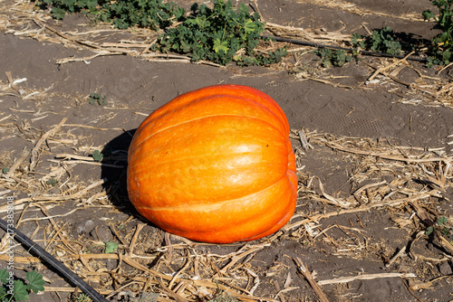Canvastavla Large orange ripe pumpkin growing on dry ground in a pumpkin patch field