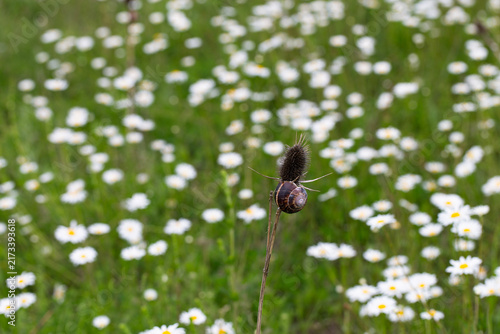 Small Snail on Grass Stalk with White Daisy Flower Field Blur Nature Background