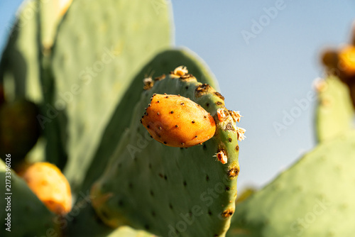 Obraz na płótnie Prickly pears ripening on the cactus at sunset.