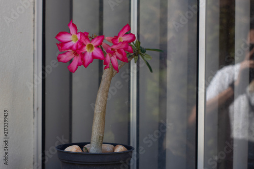 Konstfotografi eye about the desert rose