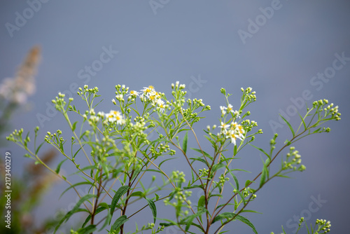 Flat-Topped White Aster (Doellingeria umbellata) Wildflower in Ontario