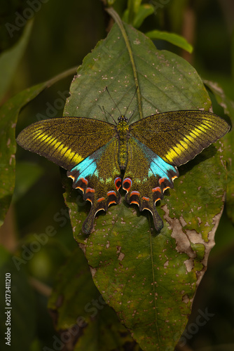 Close-up wildlife photograph of a woolly-branded peacock butterfly (Papilio polyctor) naturally perched on a green leaf in Himachal Pradesh, India, during a summer morning.