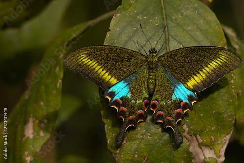 Real-time close-up photograph of Papilio polyctor, commonly known as the woolly-branded peacock butterfly, naturally perched on a green leaf in Himachal Pradesh, India, during a summer morning.