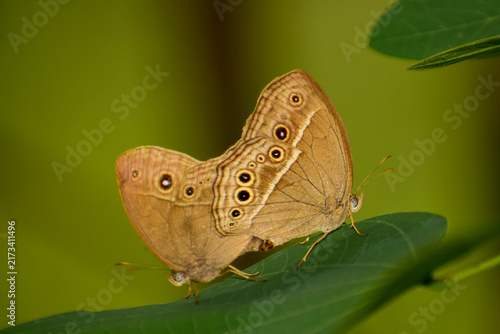 Close-up photograph of common bushbrown butterfly (Mycalesis perseus) mating while perched on a fresh green leaf in its natural habitat in Himachal Pradesh, India, during the monsoon season.