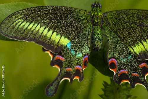 Detailed macro photograph of a Woolly-branded Peacock butterfly (Papilio polyctor) perched on green vegetation in its natural Himalayan habitat in Himachal Pradesh, India, during a summer morning.   