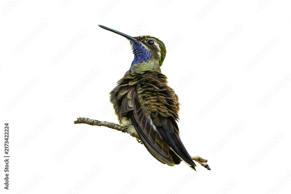 Fototapeta premium Blue-throated Hummingbird (Lampornis clemenciae) Photo, Perched Showing His Colors, Over a Transparent, Isolated PNG Background