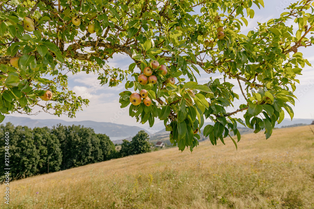 Naklejka premium Wild pear tree branch laden with small ripening fruit framing a sweeping mountain meadow beyond, summer countryside scene.