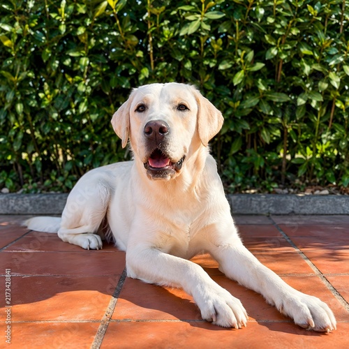 Cream yellow Labrador Retriever dog relaxing on sunny outdoor patio with green hedge background