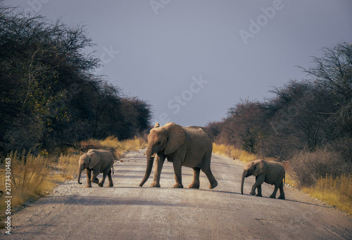 Fotografía African elephant with two calves crossing a dirt road in the savanna