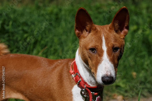 Foto A portrait of a Basenji dog enjoying the sunny summer day in a park