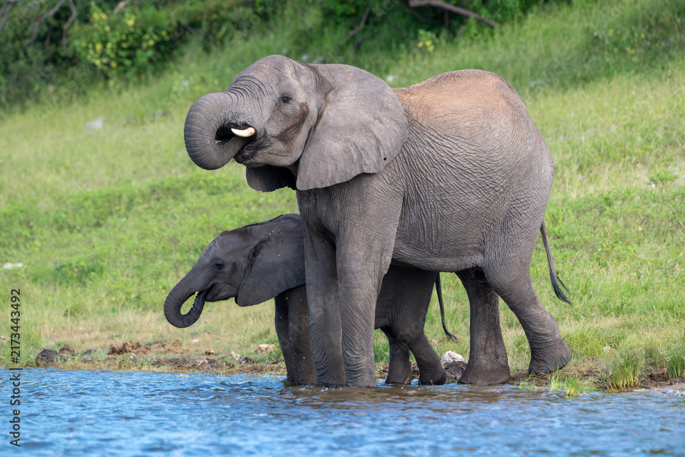 Fototapeta premium An adult and young African bush elephant drinking in the Chobe River in Chobe National Park.