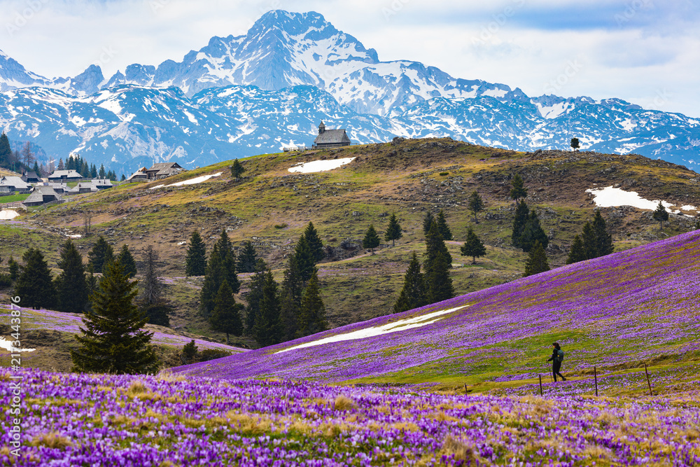 Obraz premium Purple crocuses carpet the alpine slopes of Velika Planina, Slovenia, with traditional shepherd huts, a lone hiker, snow patches and dramatic Kamnik-Savinja Alps in the background.