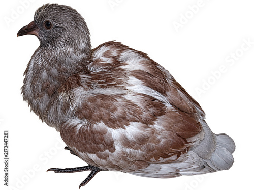 Photography Baby pigeon with mottled feathers, wildlife bird cutout