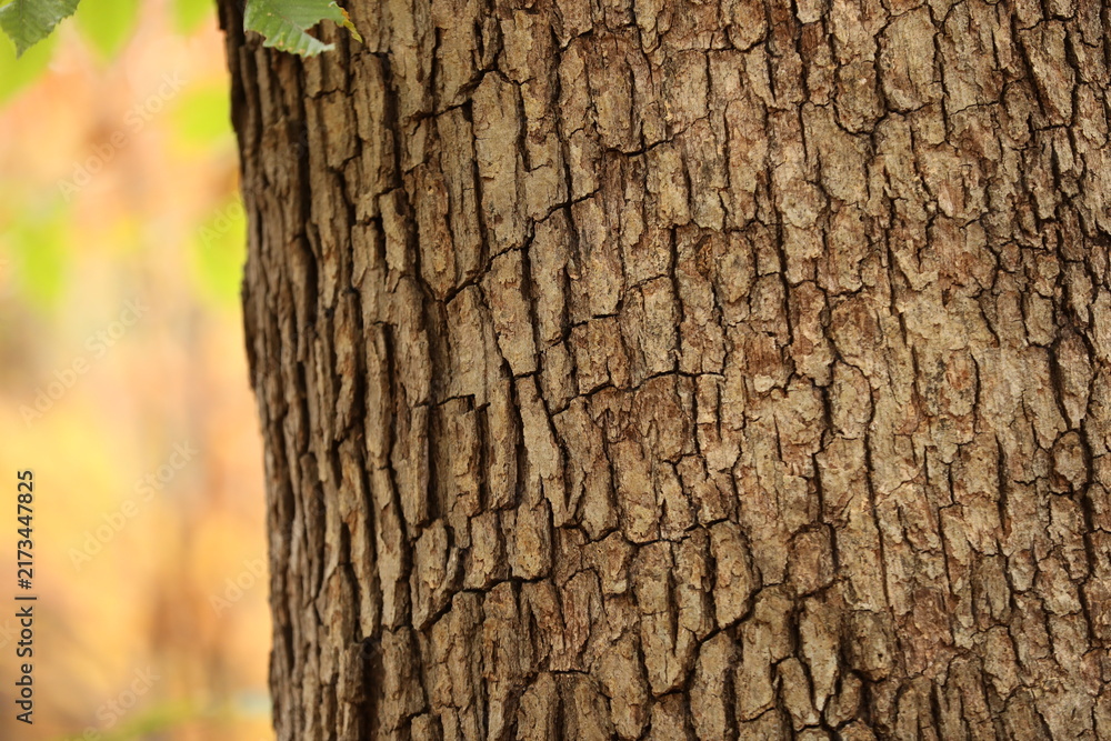 Fototapeta premium Forest in fall season