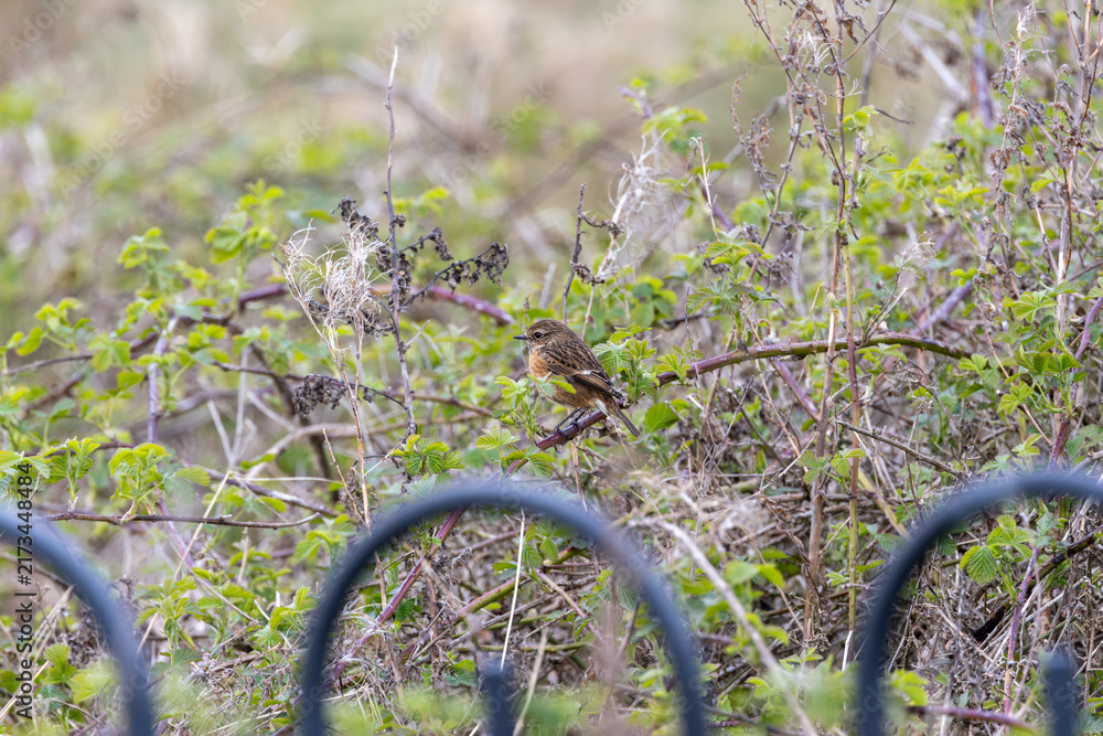 Naklejka premium Stonechat in coastal scrub