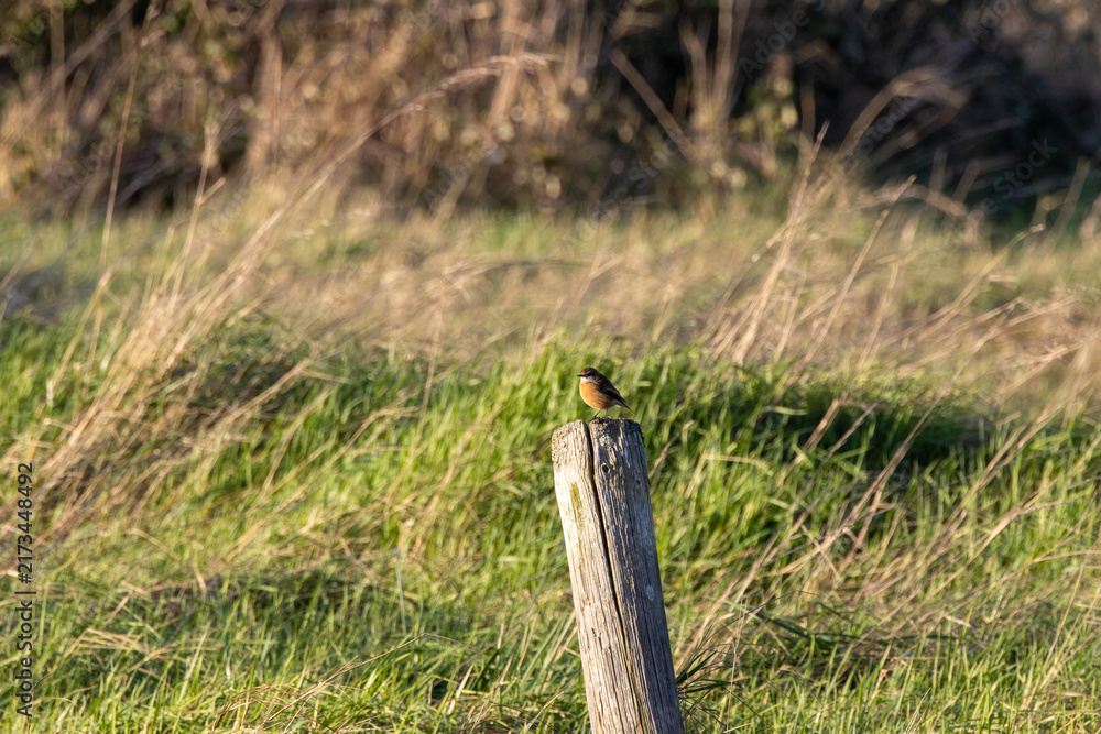 Naklejka premium Stonechat on a wooden fence post