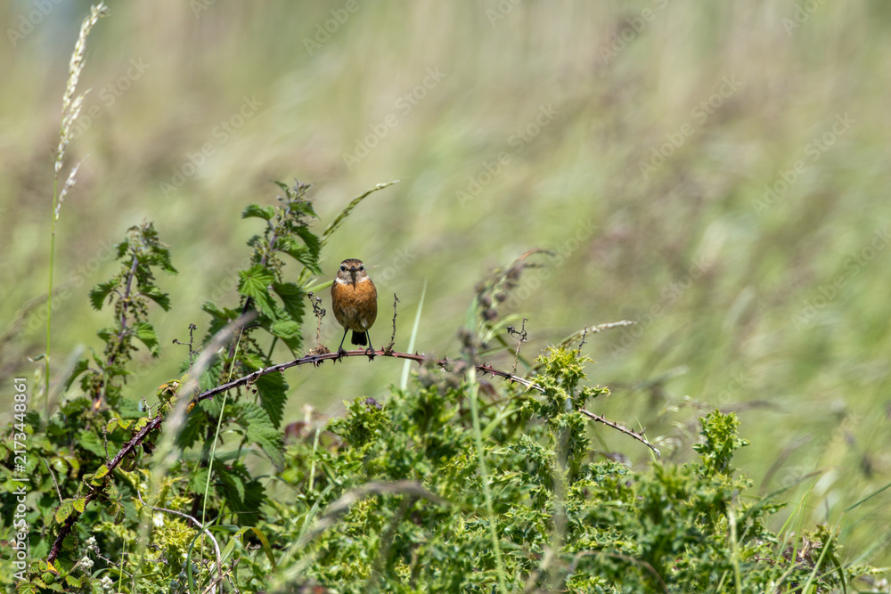 Naklejka premium Stonechat facing the camera on a bramble