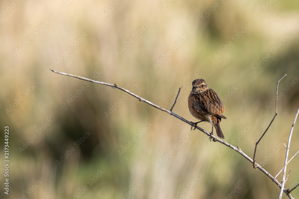 Naklejka premium Stonechat perched on a bare branch