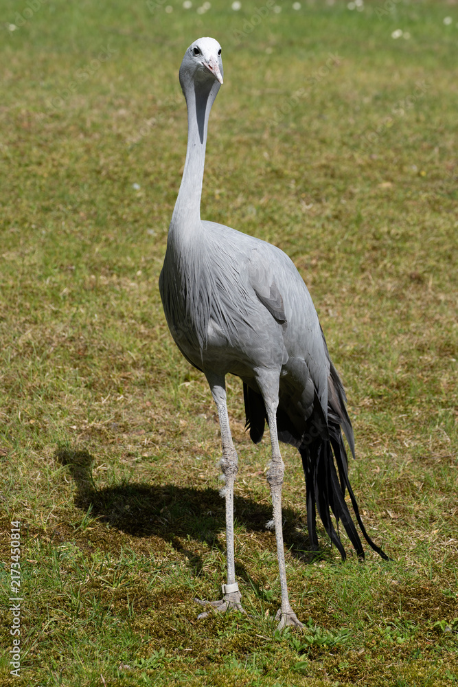 Naklejka premium The Blue Crane, Grus paradisea, is an endangered bird