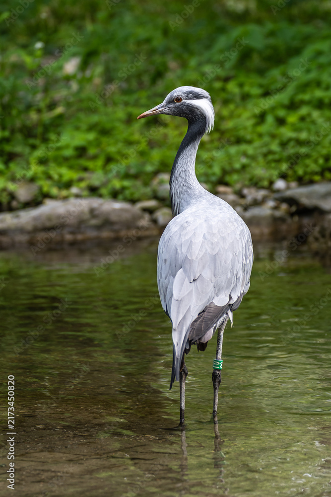 Naklejka premium The Blue Crane, Grus paradisea, is an endangered bird