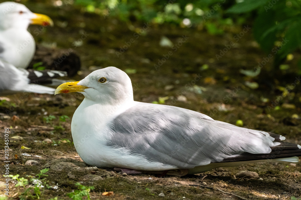 Fototapeta premium The European Herring Gull, Larus argentatus is a large gull. Here resting on the ground.