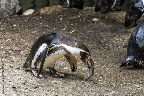 фотографія Humboldt Penguin, Spheniscus humboldti in a park