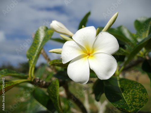 Close shot of plumeria flower, Rota, Mariana Islands	