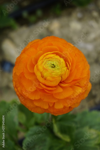 Canvastavla Ranuncolo arancione in fiore, primo piano