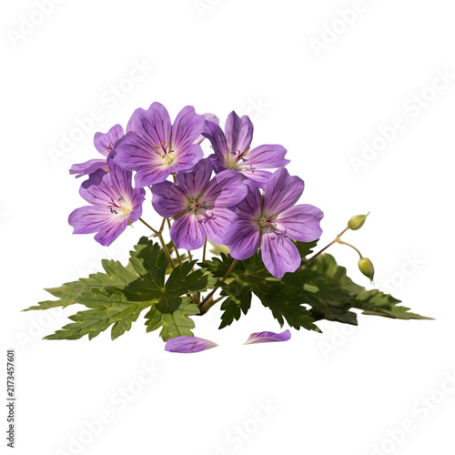 Beautiful Purple Flower Cluster Isolated On Transparent Background For Design
