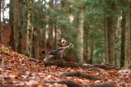 Konstfotografi A Yorkshire Terrier and an American Hairless Terrier stand side by side in the forest