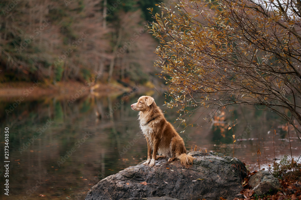 Obraz premium A Nova Scotia Duck Tolling Retriever stands attentively on a boulder near calm lake water. Autumn trees form a soft colorful background.