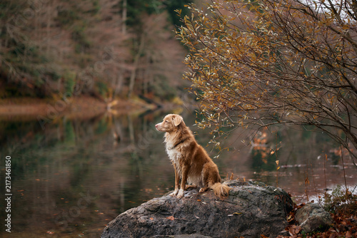 A Nova Scotia Duck Tolling Retriever stands attentively on a boulder near calm lake water. Autumn trees form a soft colorful background.