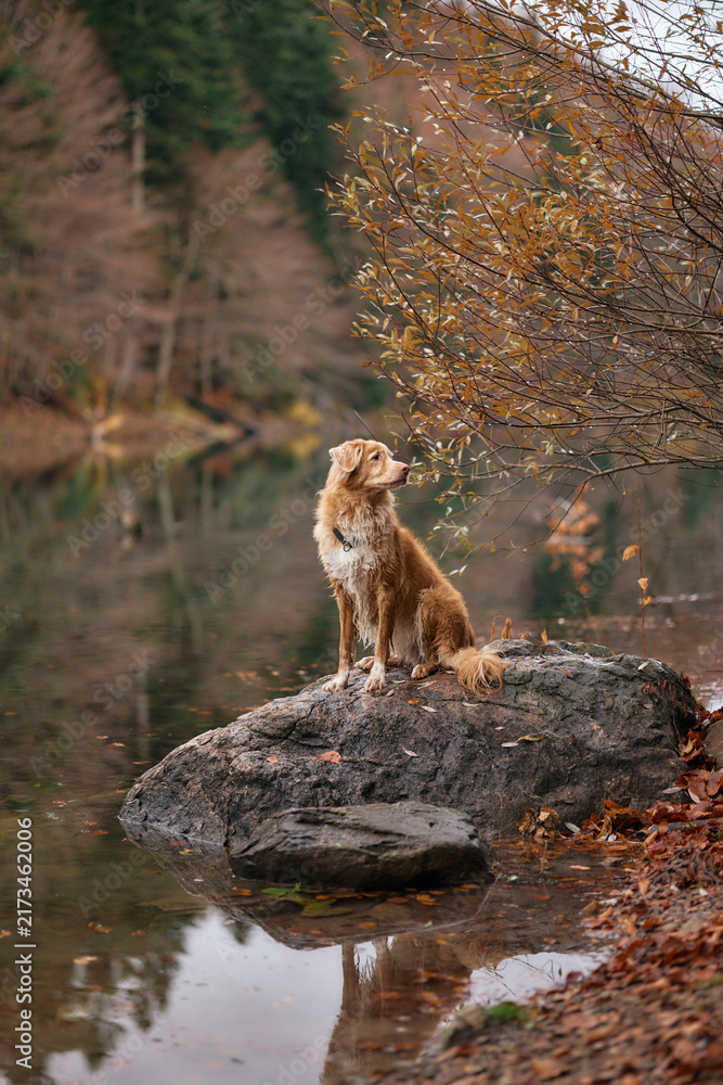 Obraz premium A Nova Scotia Duck Tolling Retriever looks into the distance while standing on a boulder by the lake. The setting sun and autumn leaves add warmth.