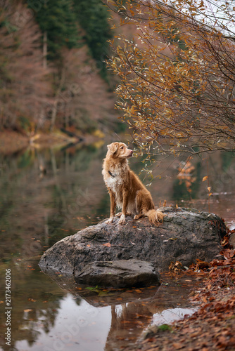 A Nova Scotia Duck Tolling Retriever looks into the distance while standing on a boulder by the lake. The setting sun and autumn leaves add warmth.