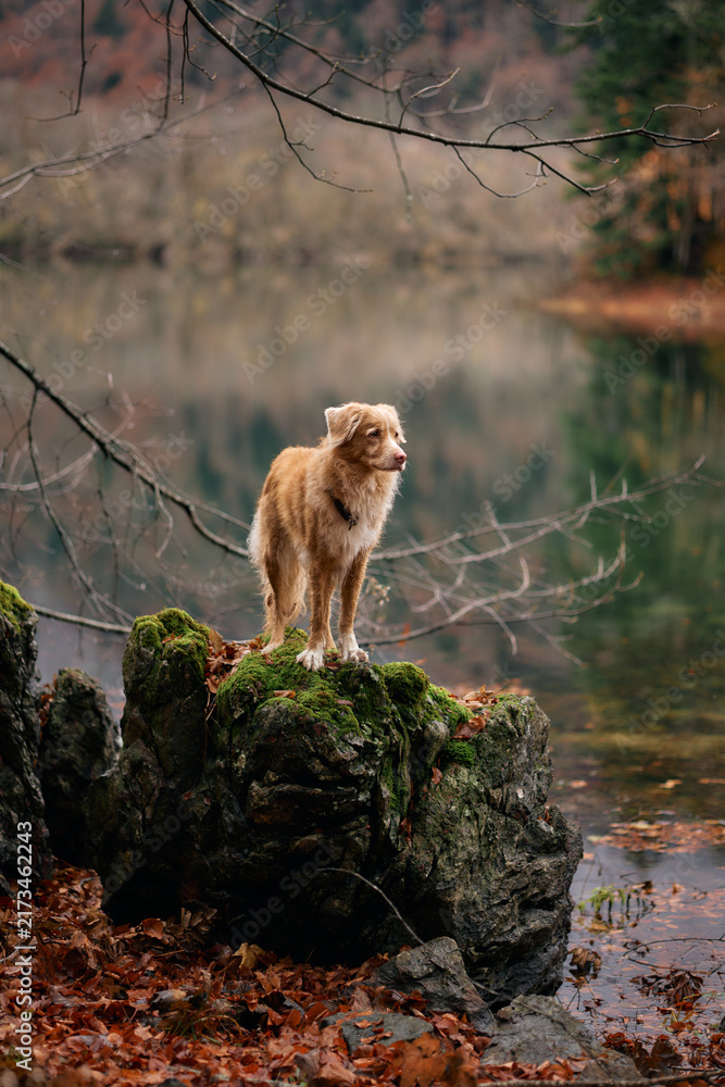 Obraz premium A Nova Scotia Duck Tolling Retriever stands confidently on mossy black rocks near the water. The forest and lake fade into the background under soft fog.