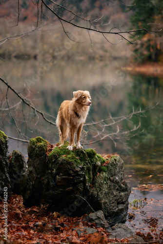 A Nova Scotia Duck Tolling Retriever stands confidently on mossy black rocks near the water. The forest and lake fade into the background under soft fog.