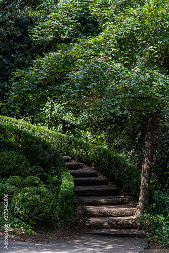 Stepway in the summer forest