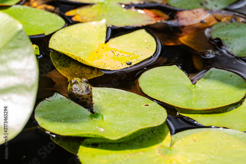 Water lilies in the pond with cute frog on the leaves