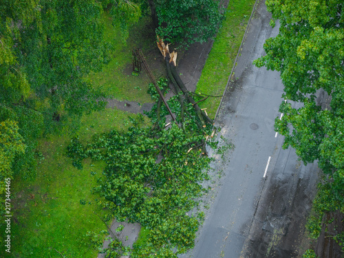 Aerial view of a large tree felled by a storm in an urban area, with branches cleared from the road to allow traffic flow in Riga, Latvia.