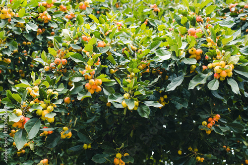 Fruits of the Ranetki apple tree. Ripe raek fruits. A tree with ripe raek fruits.