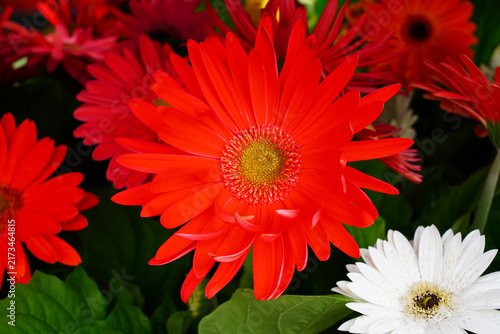 Gerbera daisy flower growing the garden