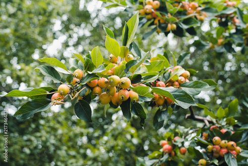 Fruits of the Ranetki apple tree. Ripe raek fruits. A tree with ripe raek fruits.