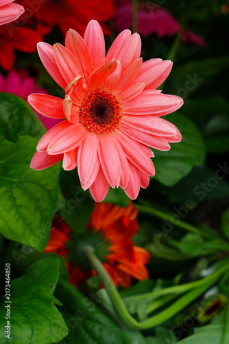 Gerbera daisy flower growing the garden