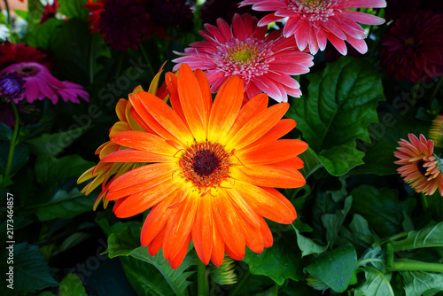 Gerbera daisy flower growing the garden