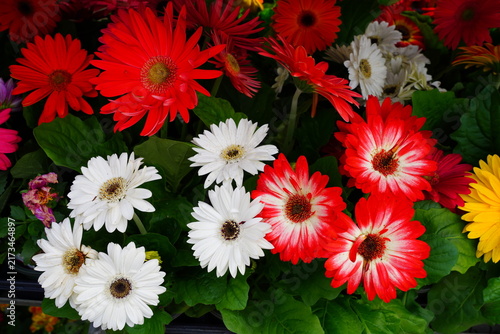 Gerbera daisy flower growing the garden